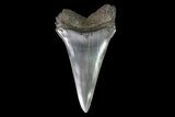 Fossil Mako Shark Tooth - Georgia #75232-1
